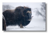 Musk Ox_ANL_6978